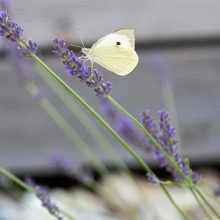 Hisa Iz Volne Apartamento *