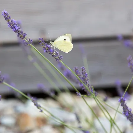 Hisa Iz Volne * מורבסקה טופליצה