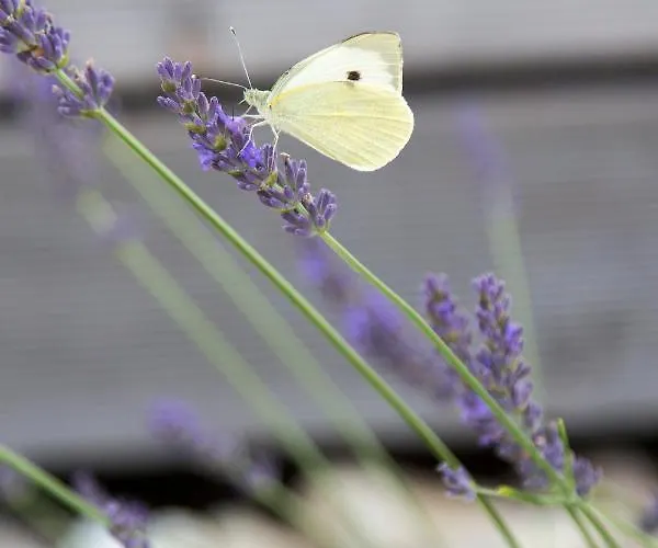 Hisa Iz Volne Apartment *