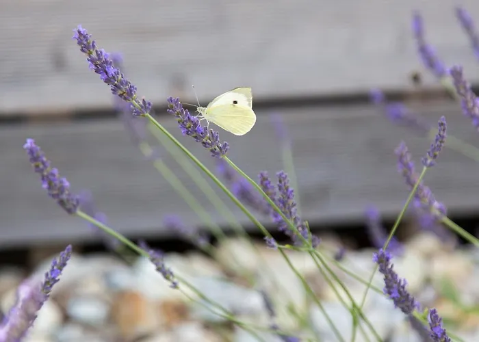 Hisa Iz Volne * מורבסקה טופליצה